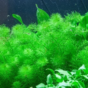 3 tallos myrio guyana mini plantas acuáticas vivas gratis s/h plantas de acuario vivas imagen 6