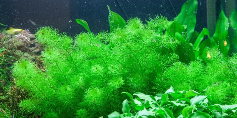 3 tallos myrio guyana mini plantas acuáticas vivas gratis s/h plantas de acuario vivas imagen 6