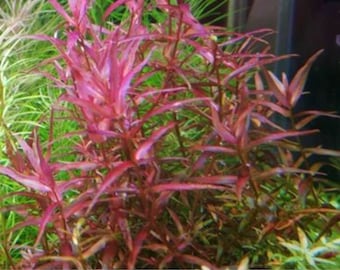 3 stems rotala magenta! Live aquarium plants! Free s/h!!! Live aquatic plants!