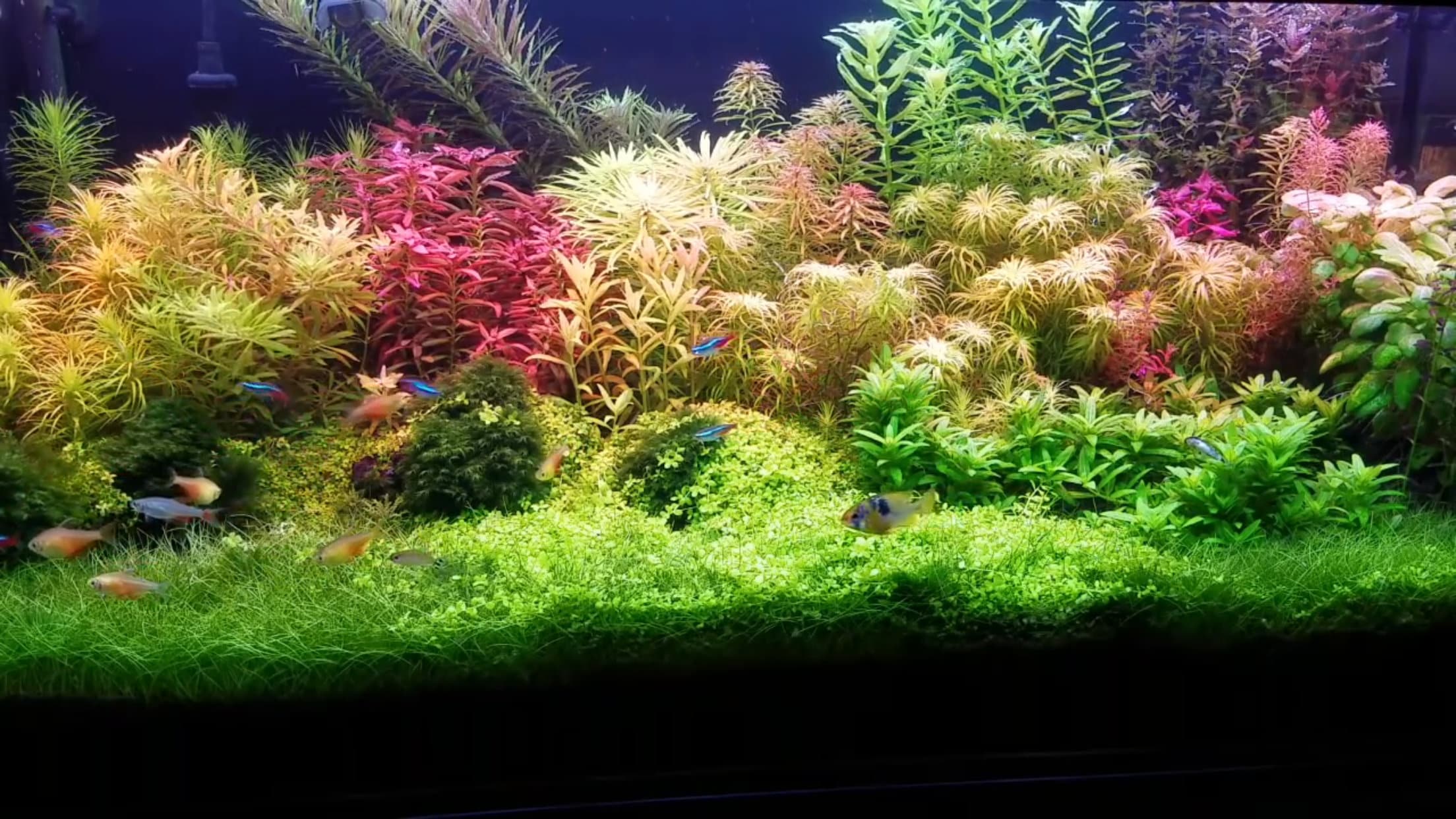 9 Species 50 Stems Live Aquarium Plants Great and Colorful Etsy Canada