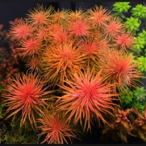 Underwater Treasures Ludwigia Orange Aquarium Plant - 12" Handcrafted, Realistic Decoration