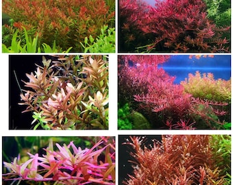 6 species rotala mix 50 stems live aquarium plants free s/h live aquatic plants COLORFUL!!!