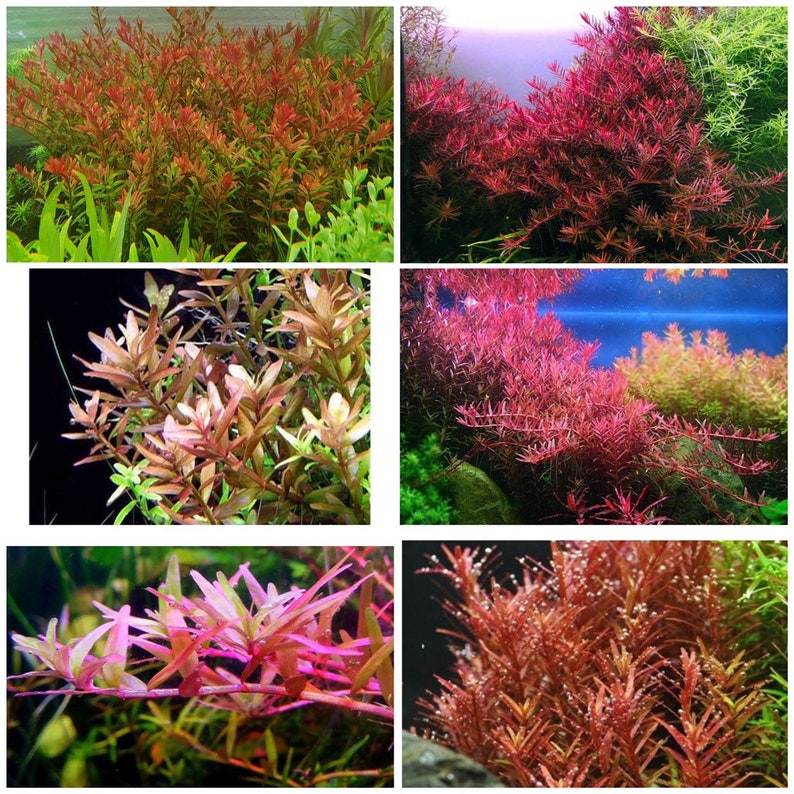 6 species rotala mix 50 stems live aquarium plants free s/h live aquatic plants COLORFUL image 1