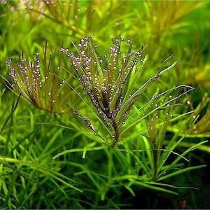 3 stems rotala nanjenshan live aquarium plants free s/h aquatic plants image 3