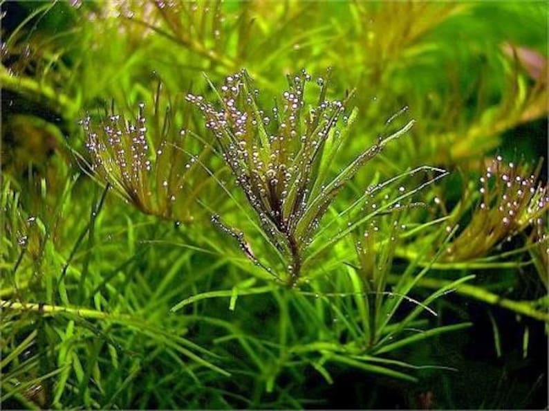 3 stems rotala nanjenshan live aquarium plants free s/h aquatic plants image 3