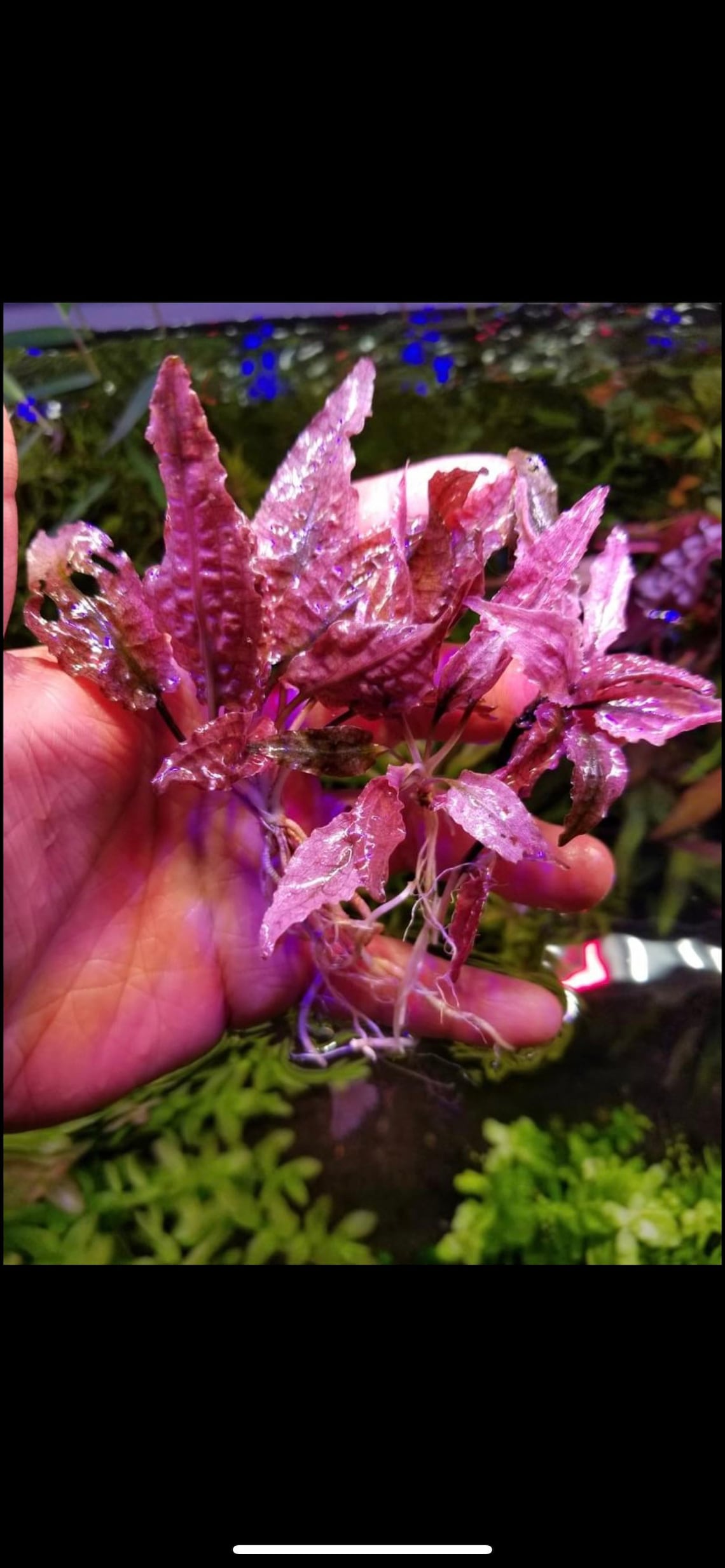 1 Pink Flamingo Crypt Plant Live Aquarium Plants Free S/h - Etsy