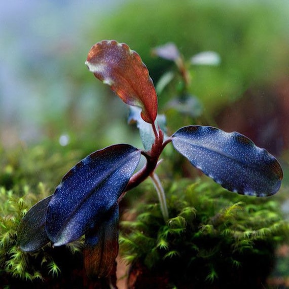 2 Bucephalandra Micro Plants Live Aquarium Plants Free S/h Live Aquatic  Plants Beautiful Rare 