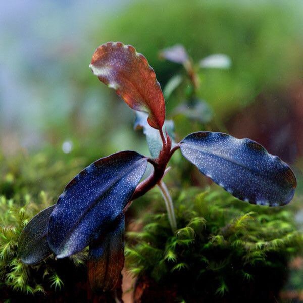 2 bucephalandra micro plants! Live aquarium plants! Free s/h