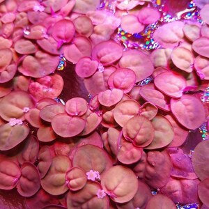 May include: Close-up of a cluster of small, round, pink leaves with white flowers. The leaves are arranged in a dense, overlapping pattern, creating a vibrant and textured surface.