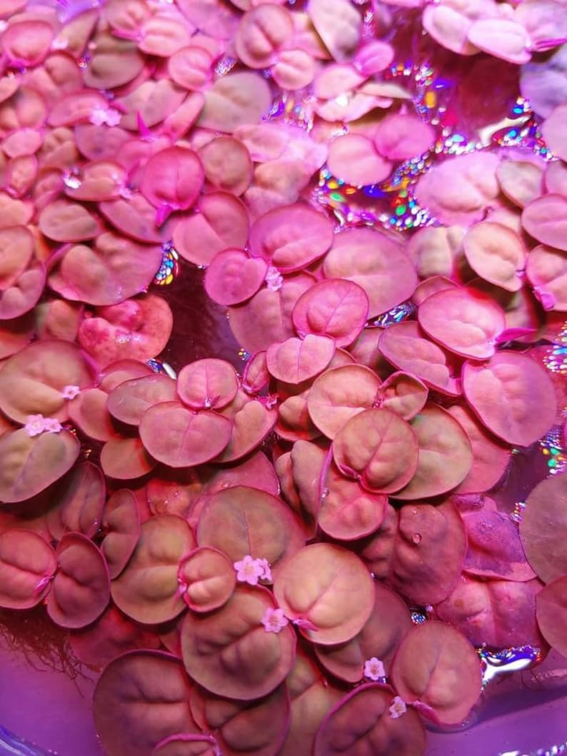 May include: Close-up of a cluster of small, round, pink leaves with white flowers. The leaves are arranged in a dense, overlapping pattern, creating a vibrant and textured surface.