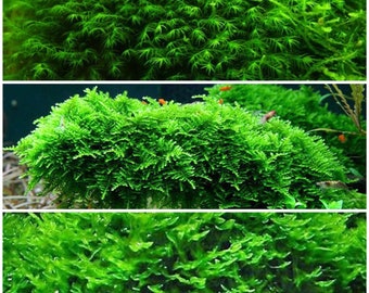 3 2x2 inch portions of Christmas moss, fissiden moss, subwassertang! Live aquarium plants! Great for shrimps! Free s/h!