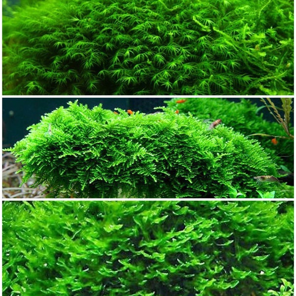 3 2x2 inch portions of Christmas moss, fissiden moss, subwassertang! Live aquarium plants! Great for shrimps! Free s/h!