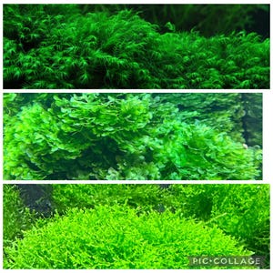 3x3 inch portion of mixed mosses! Coral, fissiden, subwassertang! Great for shrimp tanks! Live aquatic plants! Free s/h!!!