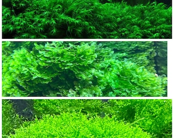 2x2 inch portion of mixed mosses! Coral, fissiden, subwassertang! Great for shrimp tanks! Live aquatic plants! Free s/h!!!