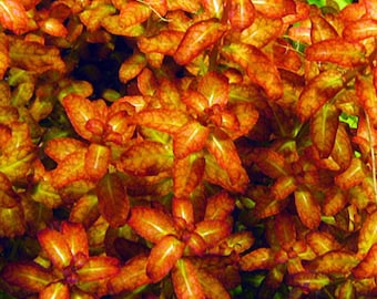 1 stem Ludwigia senegalensis! Live aquarium plants! Free S/H!!! Live aquatic plants!!! Rare!!!