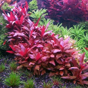 3 alternanthera reineckii mini plants Live aquarium plants Free s/h live aquatic plants image 2