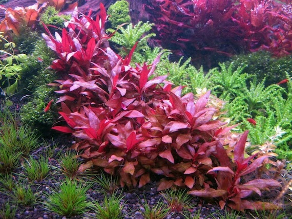 Plantes d'aquarium colorées : Alternanthera Splendens pour aquarium eau  douce - 3.85€