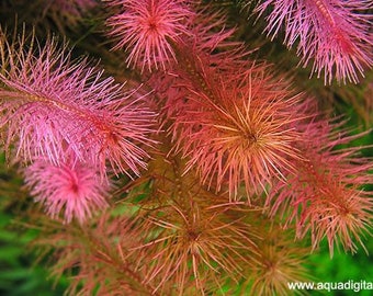 3 stems Rotala wallichii! Live aquarium plants! Free S/H! Beautiful pink stem plant! Live aquatic plants!