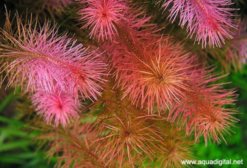 3 stems Rotala wallichii Live aquarium plants Free S/H Beautiful pink stem plant Live aquatic plants image 1