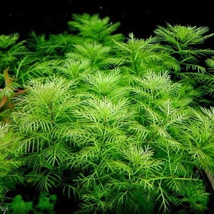 3 stems Myriophyllum Mattogrossense live aquarium plants free s/h image 3