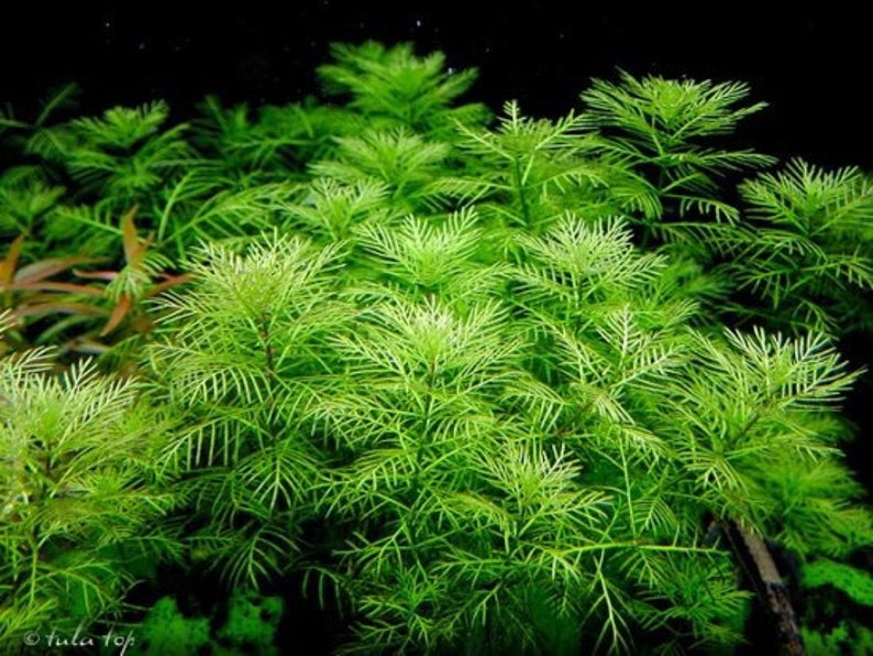 3 stems Myriophyllum Mattogrossense live aquarium plants free s/h image 3