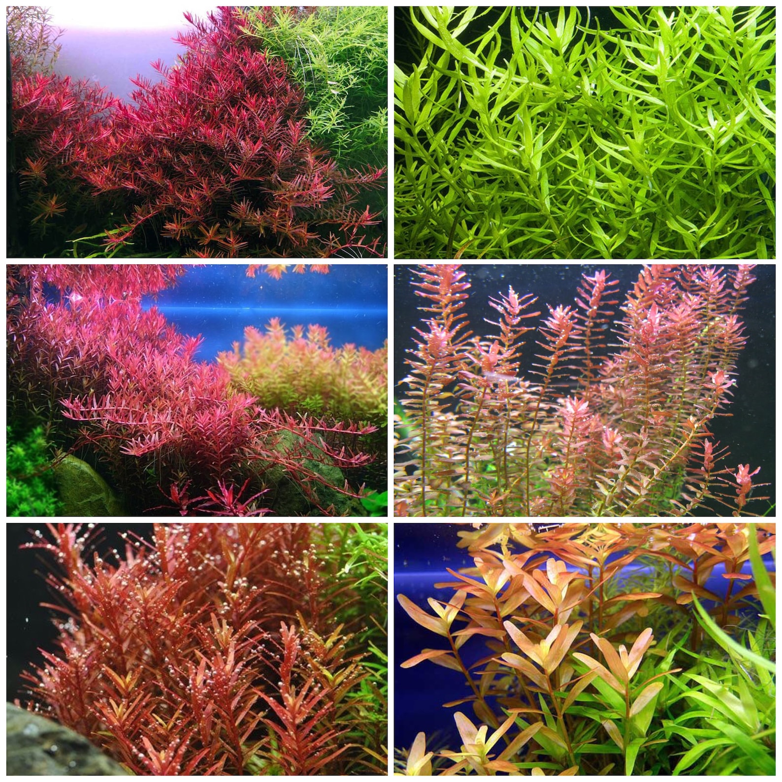6 species of Rotalas Live Aquarium Plants 55 Stems awesome
