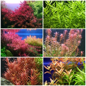 6 species of Rotalas Live Aquarium Plants 55 Stems awesome colors and rare plants aquascape Live Aquatic Plants free first class shipping