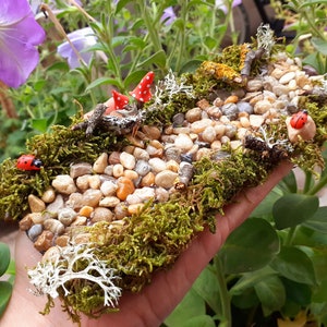 Puede incluir: Una escena de jard&iacute;n en miniatura con un camino de peque&ntilde;as piedras, rodeado de musgo y peque&ntilde;os hongos rojos. Tambi&eacute;n hay peque&ntilde;as mariquitas rojas en el camino.