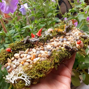 Puede incluir: Una escena de jard&iacute;n en miniatura con un camino hecho de peque&ntilde;as piedras, rodeado de musgo verde y peque&ntilde;os hongos rojos. Tambi&eacute;n hay dos mariquitas rojas en el camino.
