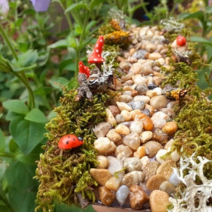 Puede incluir: Una escena de jard&iacute;n de hadas en miniatura con un camino sinuoso de peque&ntilde;as piedras, musgo y setas rojas. Hay dos mariquitas rojas en el musgo.