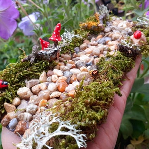Puede incluir: Una escena de jard&iacute;n de hadas en miniatura con un camino hecho de peque&ntilde;as piedras, musgo verde y l&iacute;quenes blancos. Hay dos setas rojas y blancas y dos mariquitas rojas.