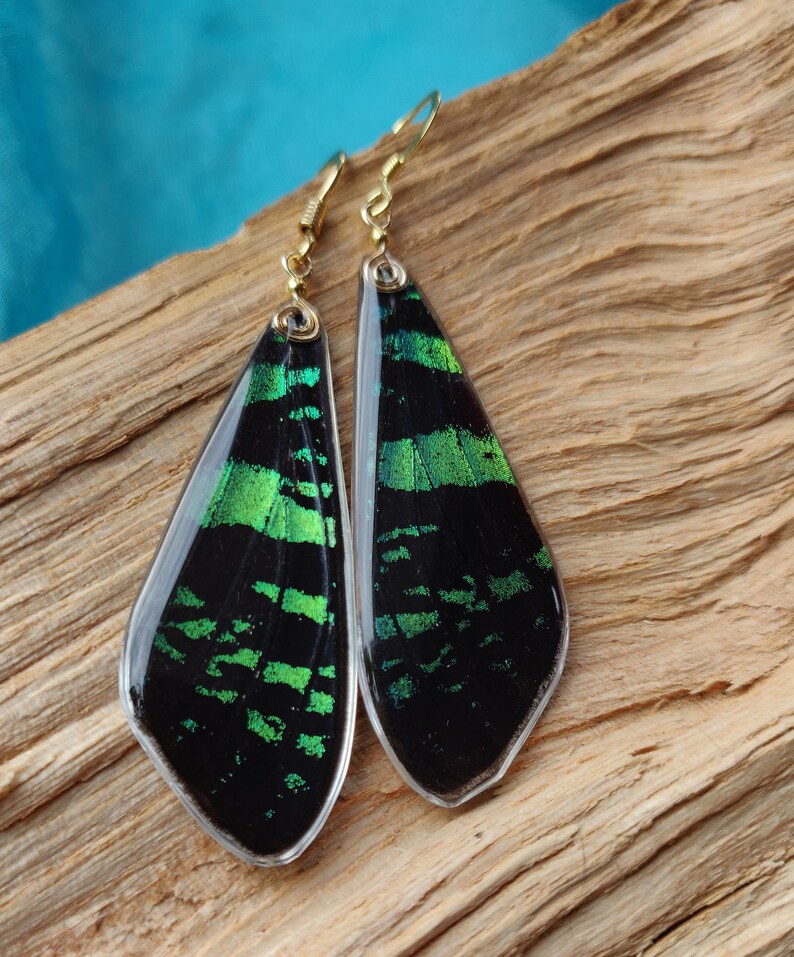 Sunset real Moth earrings in gold resin green iridescent ethically sourced real moth Butterfly wing earrings with sterling silver and gold