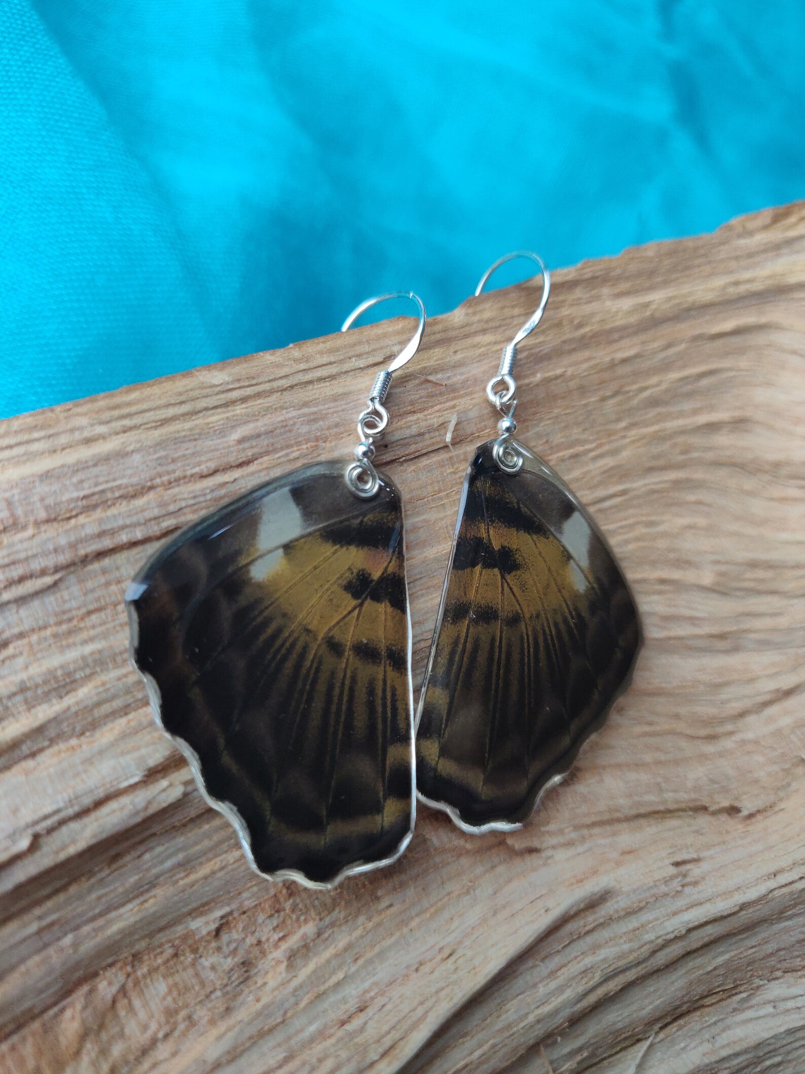 encased butterfly encased butterfly