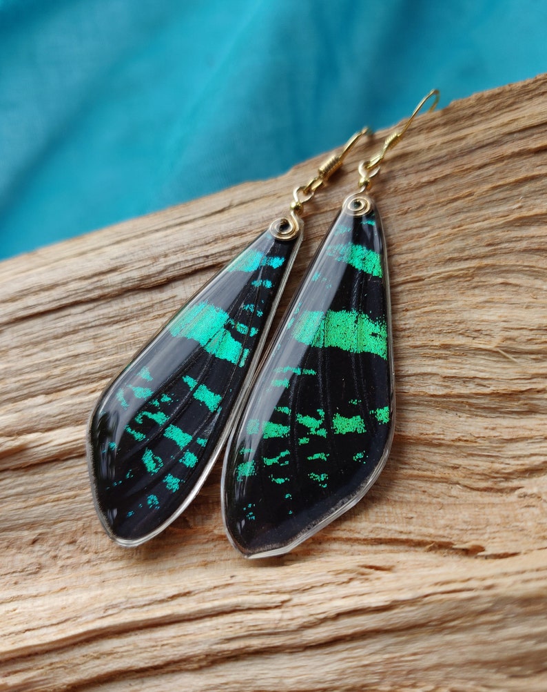Sunset real Moth earrings in gold resin green iridescent ethically sourced real moth Butterfly wing earrings with sterling silver and gold