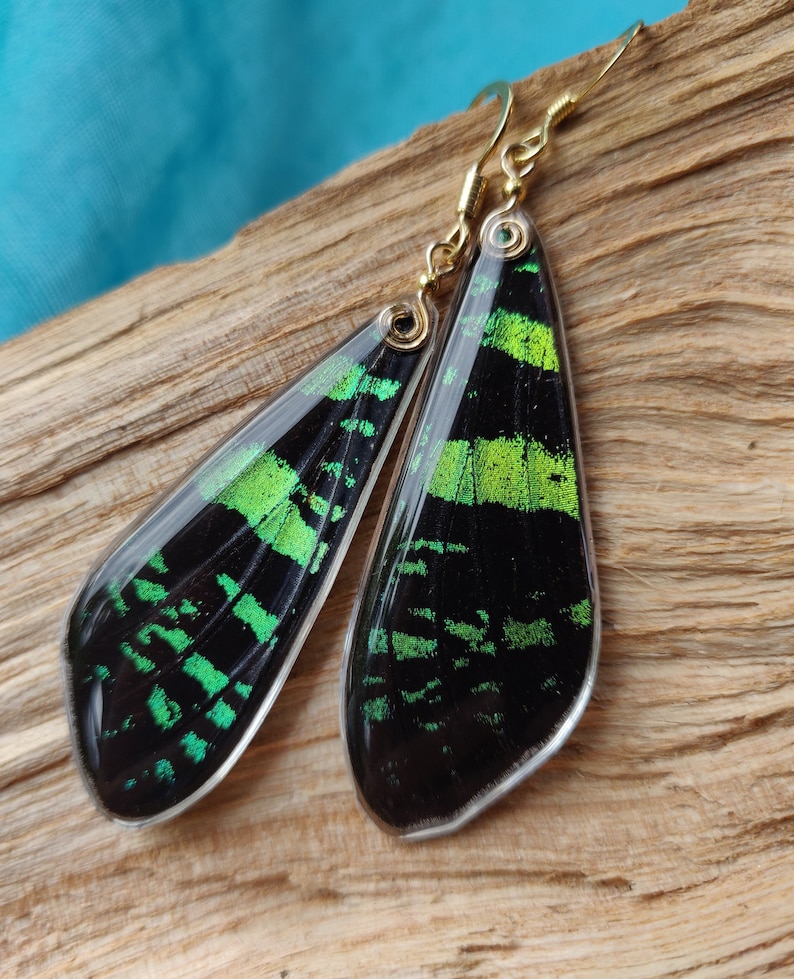 Sunset real Moth earrings in gold resin green iridescent ethically sourced real moth Butterfly wing earrings with sterling silver and gold