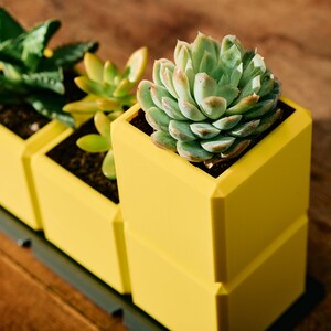 May include: Three yellow square planters with a succulent plant in each. The planters are stacked on top of each other.