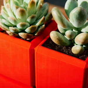 May include: Two red square succulent planters with different types of succulents. The planter on the left has a green succulent with brown tips. The planter on the right has a light green succulent with rounded leaves.