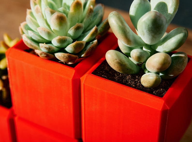 May include: Two red square succulent planters with different types of succulents. The planter on the left has a green succulent with brown tips. The planter on the right has a light green succulent with rounded leaves.