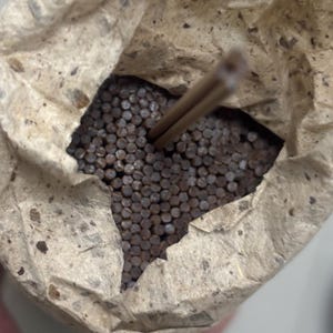 May include: A partially open paper bag filled with small, dark brown incense sticks. The bag is made of a textured, light-colored paper with dark flecks. Two incense sticks are visible, extending from the bag.