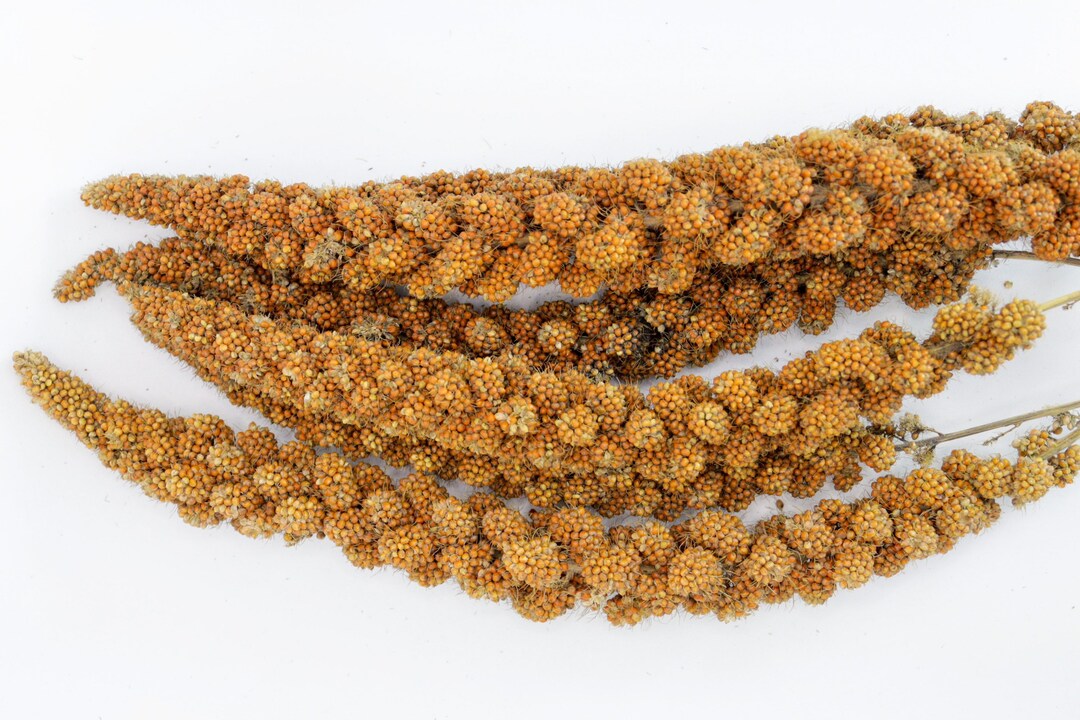 Red Foxtail Millet Spray for Rodents Etsy UK
