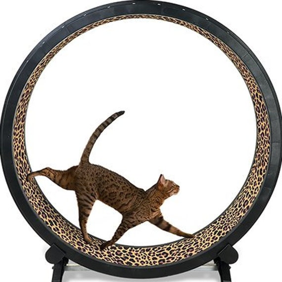 cat treadmill wheel