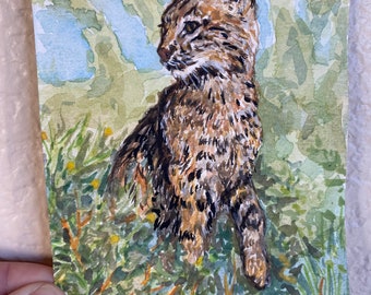 Bobcat, Red Lynx, Texas Bobcat, Bobcat Art, Bobcat Animal