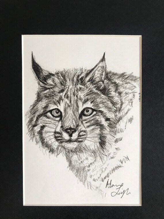 Bobcat Drawing Charcoal Bobcat Animal Art Etsy