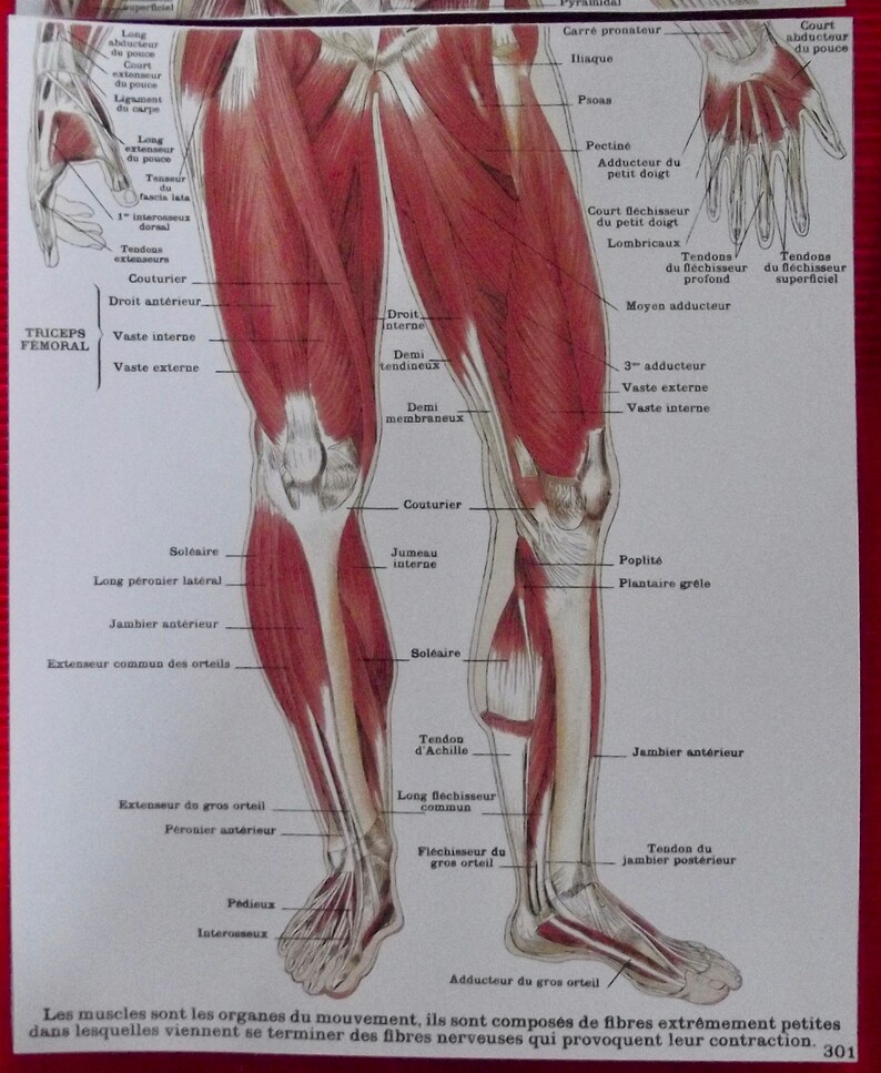 Poster Print Shows Map Medicine Anatomy Muscles Of The Human Etsy