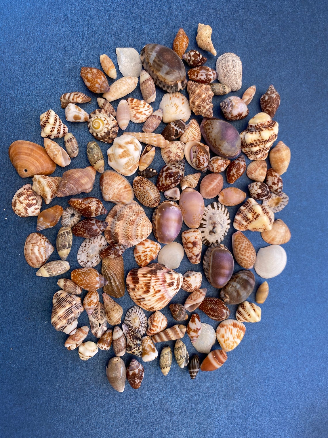 Sea Shell Collection 2 Etsy