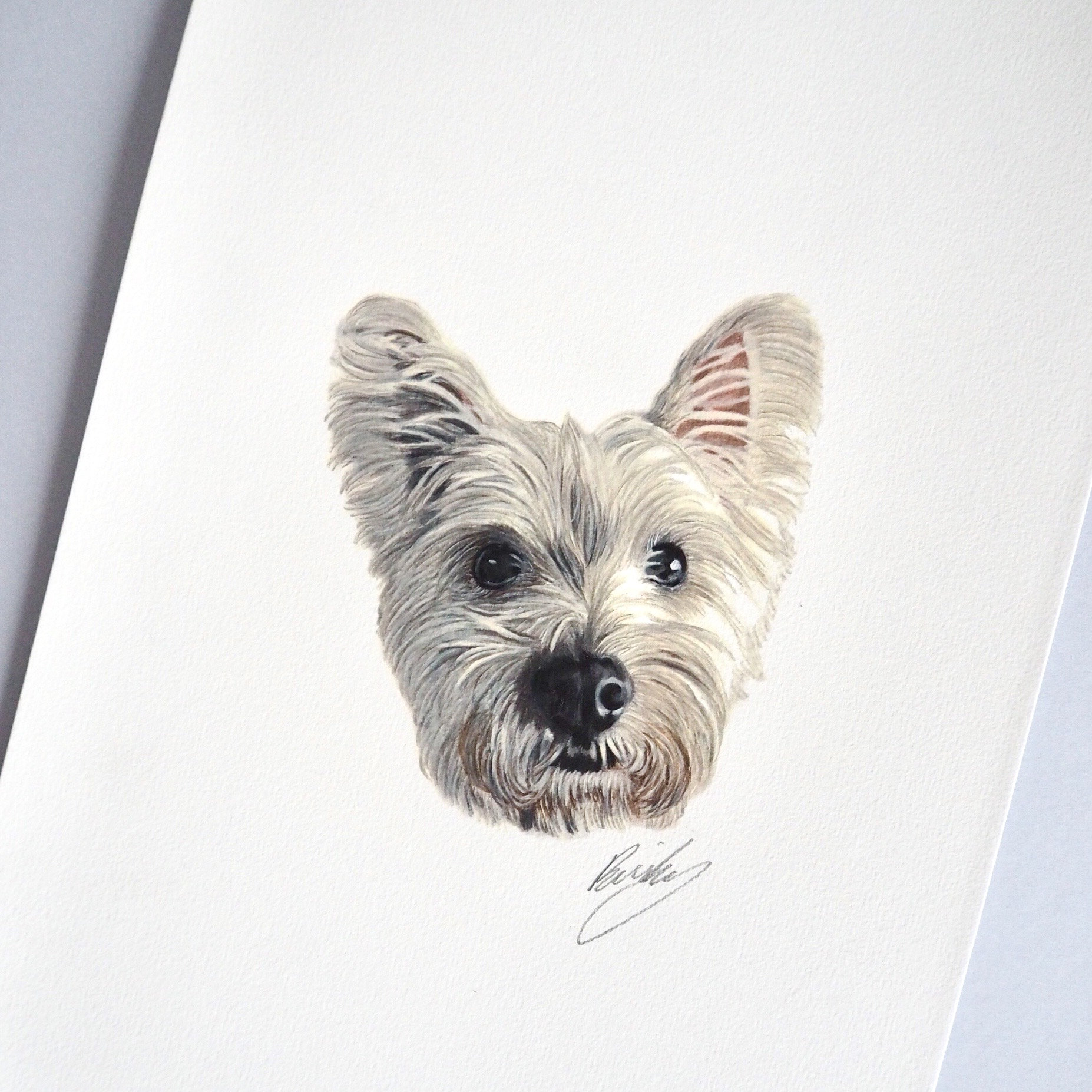 Custom Pet Portrait | Hand Drawn Coloured Pencil Pet Commission | A4 ...