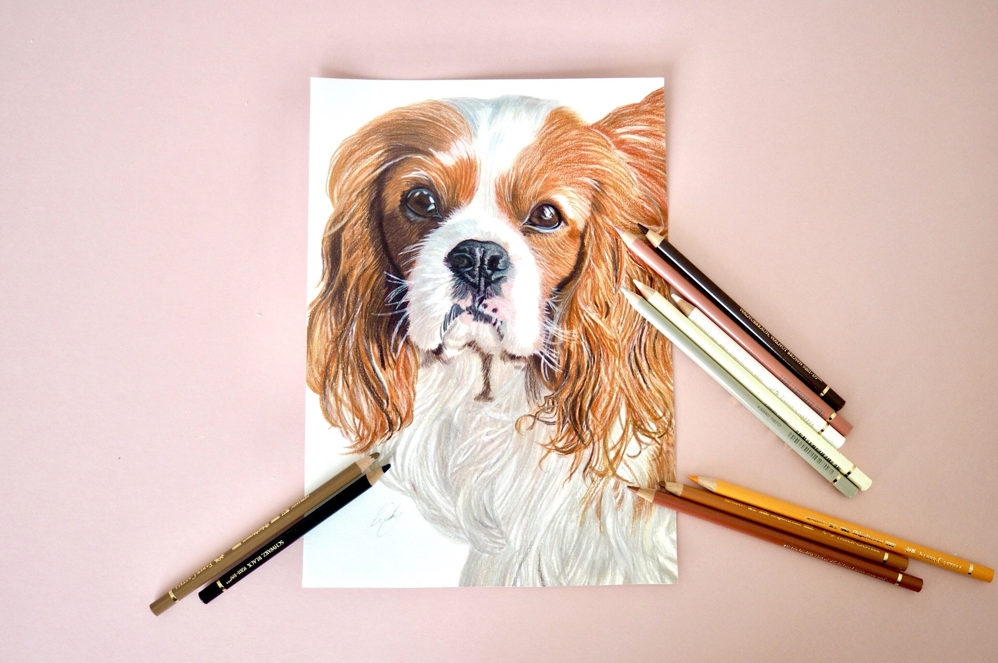 Custom Pet Portrait Hand Drawn Coloured Pencil Pet | Etsy