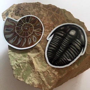 Paleontology Ammonite Trilobite Sticker Geology Paleontology Gift