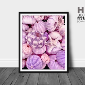 Sea Urchins Print, Sea Urchins Wall Art, Ocean Wall Decor, Shell Art, Sea Urchins Painting, Shell Prints