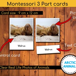 Arctic Animals Printable, Montessori 3 Part Cards , Safari Arctic Toob ...
